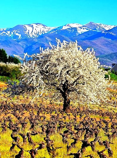 Ampliar: Cerdeiras florecidas de abril